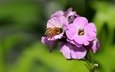 цветы, насекомое, фон, лепестки, крылья, розовые, пчела, боке, флоксы, флокс