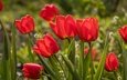 цветы, красные, весна, тюльпаны, боке