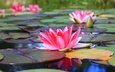 цветы, пруд, кувшинка, водяная лилия