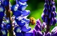 цветы, бутоны, насекомое, лепестки, крылья, пчела, люпины