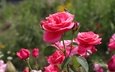 цветы, розы, сад, розовые, пчела, боке, розовый куст