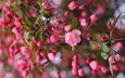 цветы, ветка, цветение, бутоны, весна, розовые, яблоня, размытие, боке, яблоневый цвет