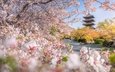 деревья, цветение, парк, ветки, пагода, япония, киото, весна, сакура, японии