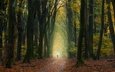 деревья, лес, осень, человек, нидерланды, опавшие листья
