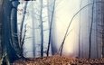 деревья, лес, туман, осень