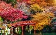 деревья, листья, парк, мост, япония, киото