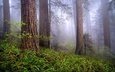 деревья, природа, лес, туман, сша, калифорния, национальный парк редвуд
