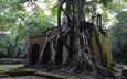 деревья, руины, архитектура, корни, камбоджа