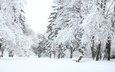 деревья, снег, лес, зима, парк, скамейка, лавочка