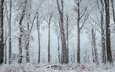 деревья, снег, природа, лес, зима, ветки, стволы, иней