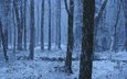 деревья, снег, природа, лес, зима