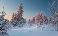 деревья, снег, зима, сугробы, финляндия, лапландия