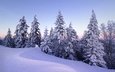 деревья, снег, зима, швейцария, ели, сугробы