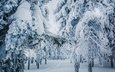 деревья, снег, зима