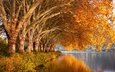 деревья, вода, лес, отражение, листва, осень