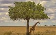 дерево, африка, жираф