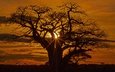 дерево, закат, африка, силуэт, саванна