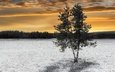 дерево, зима, поле