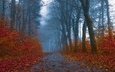 дорога, деревья, лес, листья, парк, утро, туман, ветки, кусты, листва, осень, тропинка, сумерки, листопад, аллея, краски осени