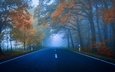 дорога, деревья, лес, туман, осень, шоссе