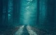 дорога, деревья, лес, туман, осень, сумерки