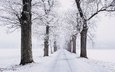дорога, деревья, снег, природа, зима, туман, поле, ветки, стволы, иней, дымка