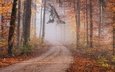 дорога, лес, хвоя, туман, ветки, стволы, листва, осень, тропинка