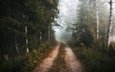 дорога, лес, туман, осень