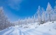 дорога, снег, природа, лес, зима, иней, ели, сугробы, колея, голубое небо