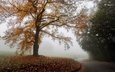 дорога, туман, осень