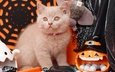 глаза, поза, кошка, взгляд, осень, конфеты, котенок, серый, ткань, игрушки, бусы, паутина, праздник, хэллоуин, тыква, оранжевый фон