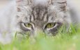 глаза, трава, мордочка, кошка, взгляд
