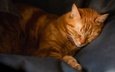 кот, кошка, сон, лежит, спит, темный фон, кресло, рыжий, закрытые глаза