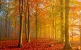 лес, осень, золотая осень