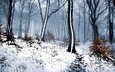 лес, зима