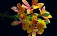 цветы, бутоны, лепестки, черный фон, оранжевые, орхидеи, крупным планом