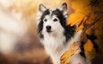 морда, фон, ветки, взгляд, осень, собака, желтые листья