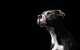 морда, портрет, собака, черный фон, амстафф, американский стаффордширский терьер