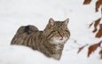 морда, снег, листья, зима, кот, кошка, боке, дикий кот, лесной кот