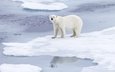 морда, снег, природа, берег, зима, отражение, поза, взгляд, медведь, лёд, водоем, льдины, белый медведь