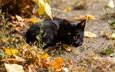 морда, свет, листья, кот, кошка, взгляд, осень, черный, лежит, боке