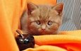 мордочка, кошка, взгляд, котенок, ткань, яблоко, британский, малыш, оранжевый фон