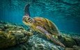 море, морская черепаха