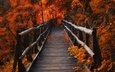 мостик, листья, осень