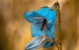 насекомое, цветок, голубой, полосатая, муха, колокольчик, журчалка, мушка