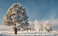 небо, деревья, снег, зима