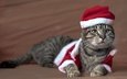 новый год, кот, кошка, взгляд, лежит, мордашка, костюм, праздник, рождество, колпак санты