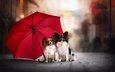 парочка, зонт, две собаки, папийон