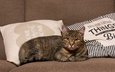 подушки, кот, кошка, взгляд, лежит, серый, диван, надписи, полосатый, недовольный