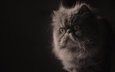 портрет, мордочка, взгляд, пушистая, персидская кошка